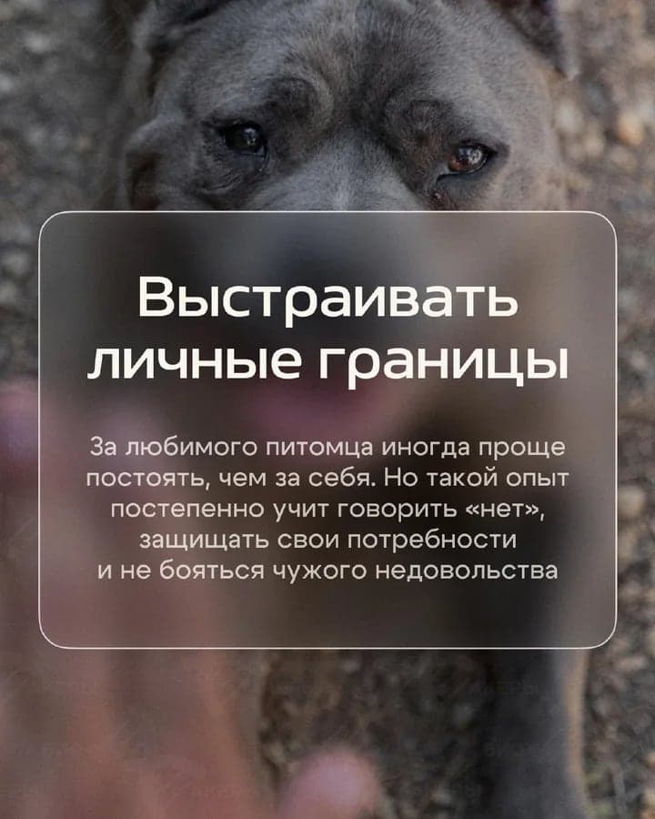 3 вещи, которым собака учит лучше психологических книжек