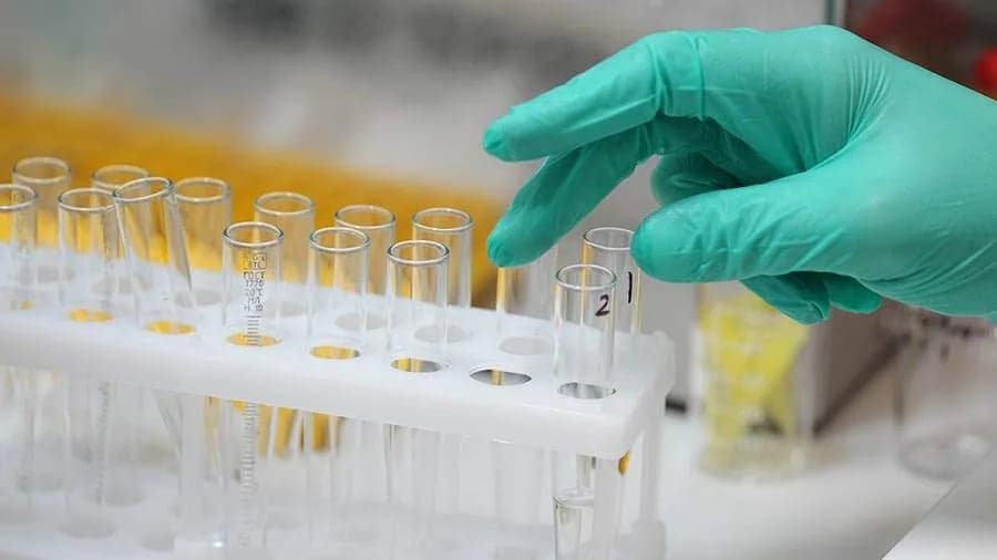 Что уже известно о веществе из морского огурца против рака